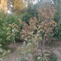 ۷۵۰متر چهاردیواری دهشاد شهریار الورد کبودین بنادار|فروش دفتر صنعتی، کشاورزی، تجاری|شهریار, دهشاد بالا|دیوار