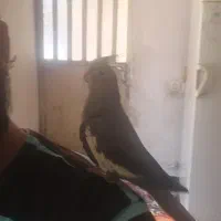 عروس نر سینامون دستی