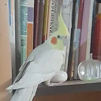 عروس هلندی نر لوتینو