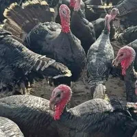 بوقلمون|حیوانات مزرعه|اصلاندوز, |دیوار