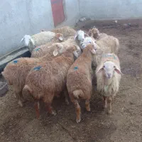 توغلی نروماده|حیوانات مزرعه|انگوت, |دیوار