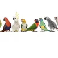 پیدا شدن پرنده