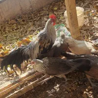 مرغ‌و‌خروس فونیکس