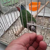 گیرینچیک|پرنده|مشهد, کوی سیدی|دیوار