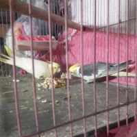 طوطی عروس جوجه|پرنده|دابودشت, |دیوار