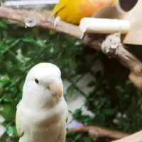 طوطی برزیلی معاوضه با یک جفت فنچ گلدین|پرنده|تهران, هفده شهریور|دیوار