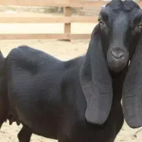 بزه مری