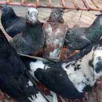 کبوتر نر و ماده قاطی|پرنده|شیراز, شریفآباد|دیوار
