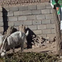 یک عدد بز سانن|حیوانات مزرعه|مود, |دیوار