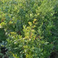 یاس|گل و گیاه طبیعی|واجارگاه, |دیوار