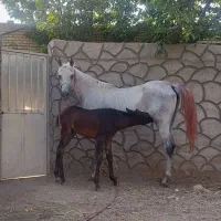 مادیان شجره برفین