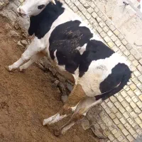 گوساله ماده
