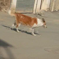 سگ قشنگ|سگ|کامیاران, |دیوار