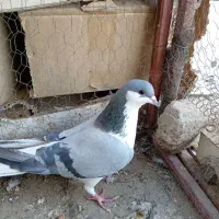 کبوتر|پرنده|اصفهان, پوریای ولی|دیوار