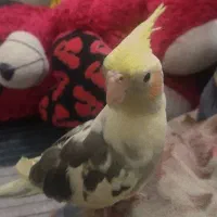 عروس هلندی نر  سخنگو