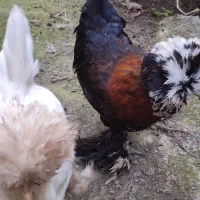 فروش مرغ و خروس سلطان|حیوانات مزرعه|لاهیجان, بوجایه|دیوار