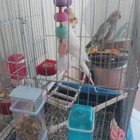 عروس هلندی نر و ماده سرحال|پرنده|پاکدشت, پارچین|دیوار