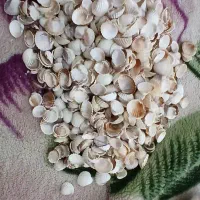 صدف دریا مخصوص آکواریوم و تزئین