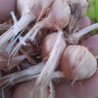 پیاز زعفران