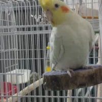 عروس هلندی|پرنده|شاهین‌شهر, فردوسی|دیوار