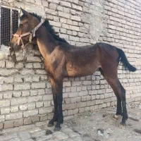 کره اسب مادیون
