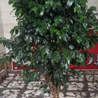 بنجامین لاکچری و سرحال آماده زیبا کردن منزل شما