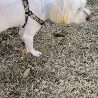 سگ شیتزو سه ساله|سگ|تهران, آشتیانی|دیوار