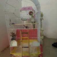 عروس هلندی مولد|پرنده|کوهدشت, |دیوار