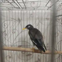 مرغ مینا جوجه