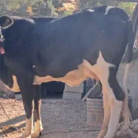 تلیسه اول شکم با گوساله بزرگ نر|حیوانات مزرعه|دالاهو, |دیوار