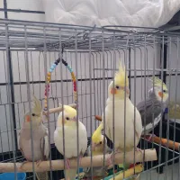 ۲عدد ۳تا جوجه|پرنده|باغستان, |دیوار