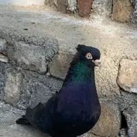 کبوتر کفتر زاغ زغالی کاکلی چش سفید