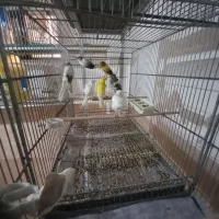 ماده قناری آماده جفت