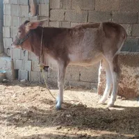 شنگل پاکستانی|حیوانات مزرعه|آبپخش, |دیوار