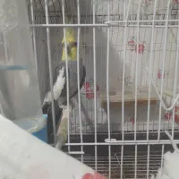 عروس هلندی سخنگو