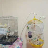 قفس پرنده و پرنده مرغ عشق ماده و نر|پرنده|شیراز, شهرک صدا و سیما|دیوار