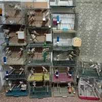 197 عدد فنچ نرگسی شکلاتی