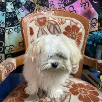 شیتزو تریر سوپر فلت|سگ|رشت, اسماعیل آباد|دیوار