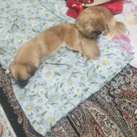دو قلاده سگ گمشده