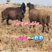 گوسفند شال یکجا بفروش میرسد|حیوانات مزرعه|شال, |دیوار