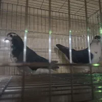 نروماده زره ای شویدی