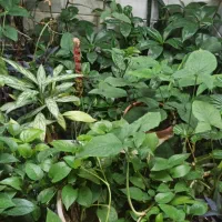 سویت خانه مسافر پارکینگ دار هتل ویلا سوئ اجاره|اجارهٔ کوتاهمدت آپارتمان و سوئیت|کرمانشاه, |دیوار