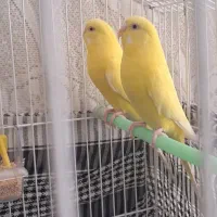 مرغ عشق هلندی