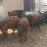 بره نر درجه یک