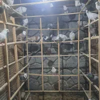 کفتر|پرنده|فلاورجان, |دیوار