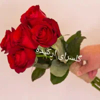 گل رز هلندی