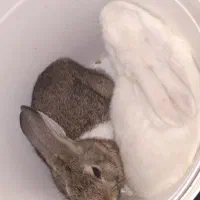 خرگوش|موش و خرگوش|شهریار, شهریار|دیوار