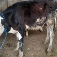 گوساله
