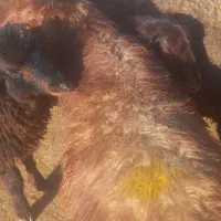 بره  نر  پایه پروار|حیوانات مزرعه|کوهدشت, |دیوار