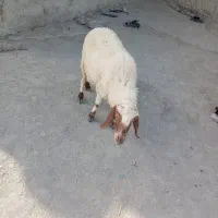 فروش چند عدد میش یک جا